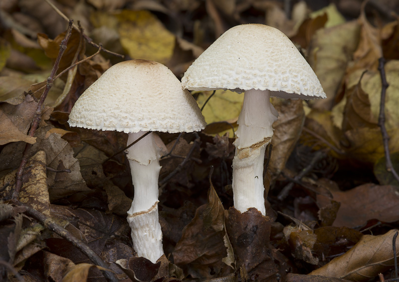 Lepiota ignivolvata